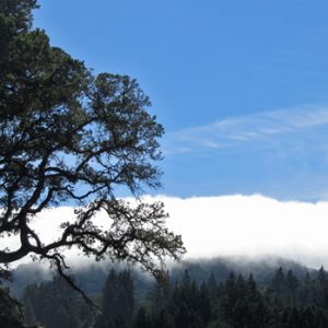 Fog over Sonoma Mountain - Jack London State Historic Park