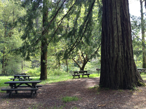 Grizzly Creek Redwoods State Park, Photo courtesy of Save the Redwoods League