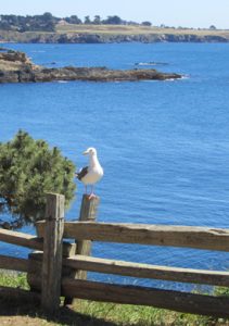 View of Mendocino Headlands from Russian Gulch State Park