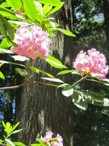 Russian Gulch State Park Rhododendrons