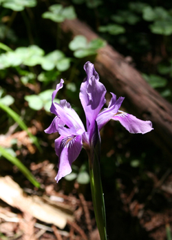 Iris in Redwood Grove, Hendy Woods State Park