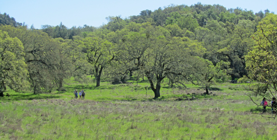 Bouverie Preserve in Sonoma Valley