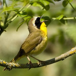 A common yellowthroat sings loudly while perched on a branch in Oregon's William L Finley National Wildlife Reserve. Photo: U.S. Fish and Wildlife Service