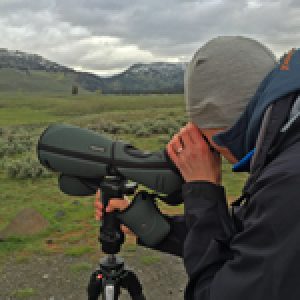 Watching wolves through a spotting scope in Yellowstone's Lamar Valley. Photo by Christine Sculati.