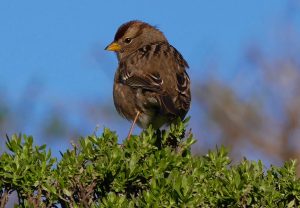 Immature white-crowned sparrow, Point Reyes National Seashore, Audubon Christmas Bird Count 2016. The Christmas Bird Count is the nation's longest-running citizen science bird project.