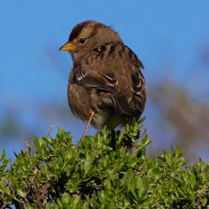 Immature white-crowned sparrow, Point Reyes National Seashore, Audubon Christmas Bird Count 2016. The Christmas Bird Count is the nation's longest-running citizen science bird project.