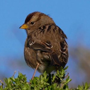 Immature white-crowned sparrow, Point Reyes National Seashore, Audubon Christmas Bird Count 2016. The Christmas Bird Count is the nation's longest-running citizen science bird project. Photo by Christine Sculati.