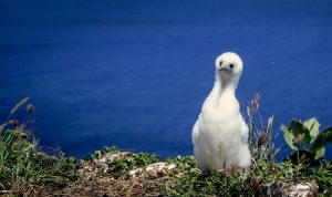 Red-footed booby chick on Lehua Island. Credit: Island Conservation