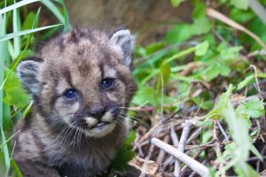 P 54 Mountain Lion Kitten, Santa Monica Mountains National Recreation Area. Credit: National Park Service.