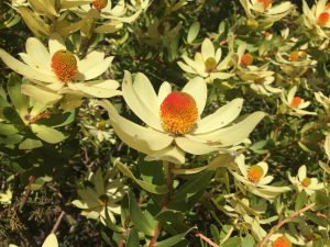 San Francisco Botanical Garden blooms